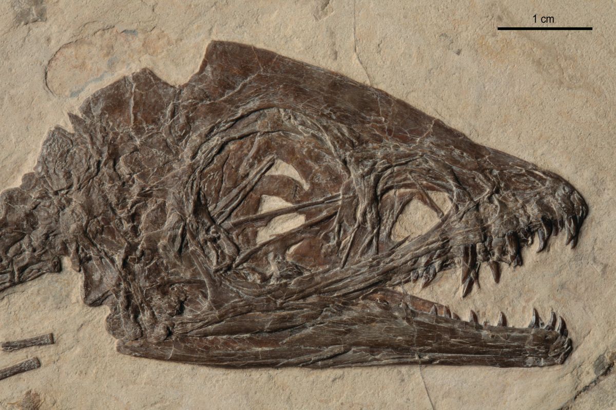 Un dinosauro unico al mondo Scipionyx samniticus , detto 'Ciro', è un fossile eccezionale. E
